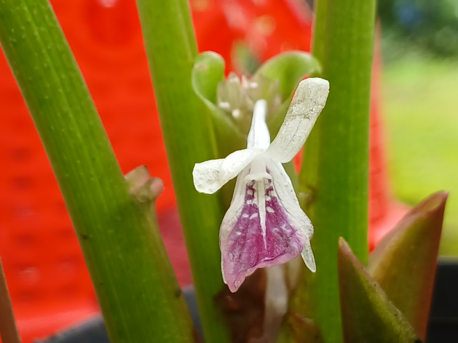 파비플로라(흑생강)꽃