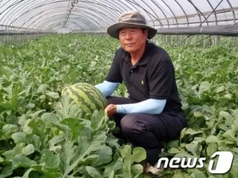 수박 재배 접목 선택 순 따기 당도 올리기_5