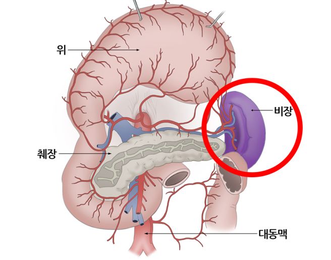 비장이란