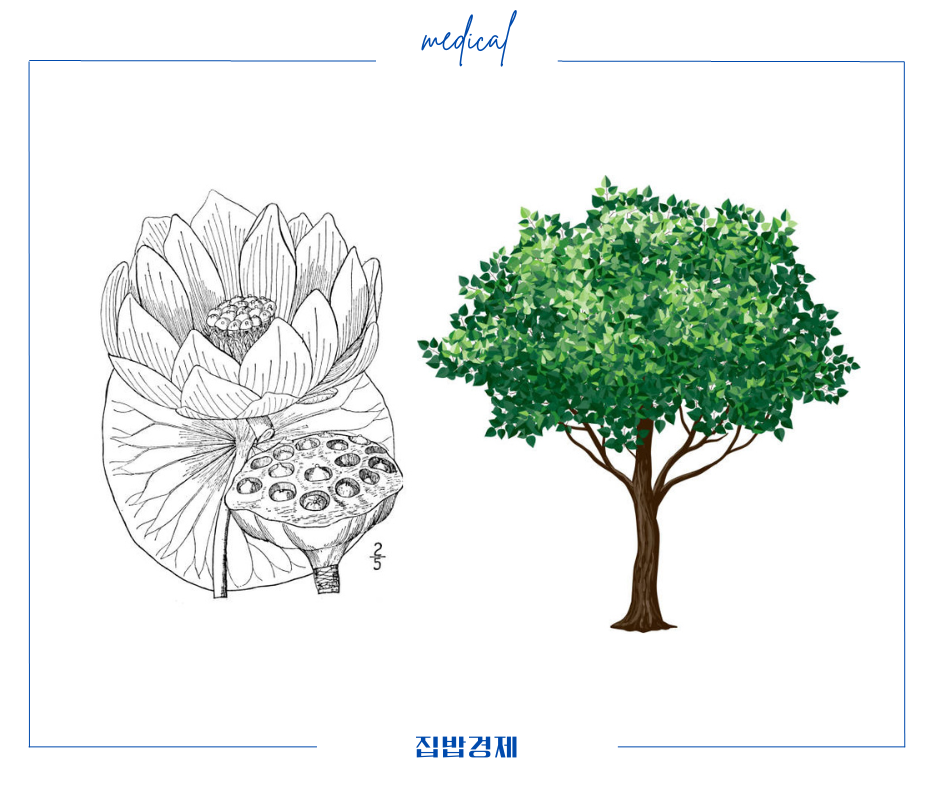 황련과 느릅나무