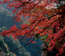 한부모가구-혜택