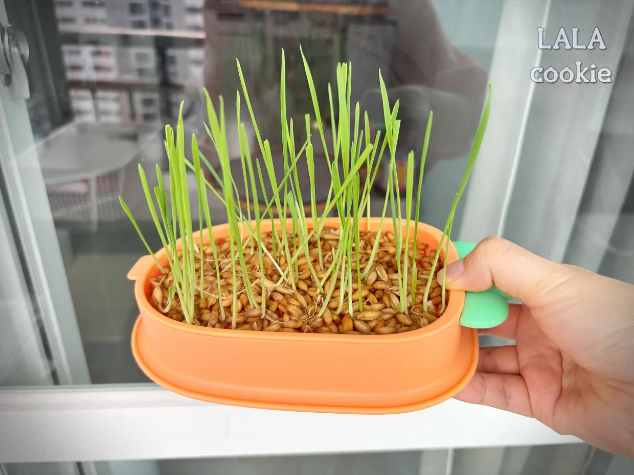 고양이가-좋아하는-풀-귀리-수경재배-잘-자란-모습