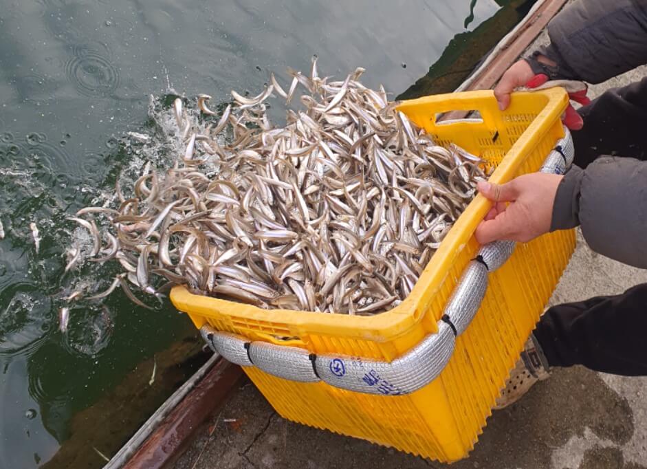 강화 양오 빙어축제