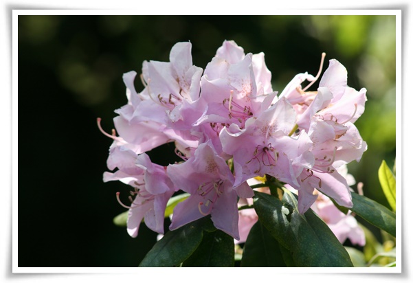 "철쭉" 봄을 수놓는 붉은 유혹, 당신이 몰랐던 화려한 비밀의 꽃!
