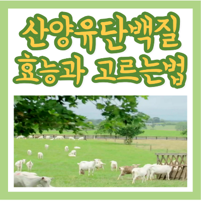 산양유 단백질 효능과 고르는 방법&#44; 섭취 시 주의사항