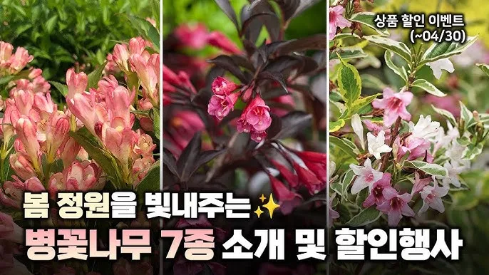 병꽃 무늬병꽃 삼색병꽃 붉은병꽃 아름다운 꽃 종류_3