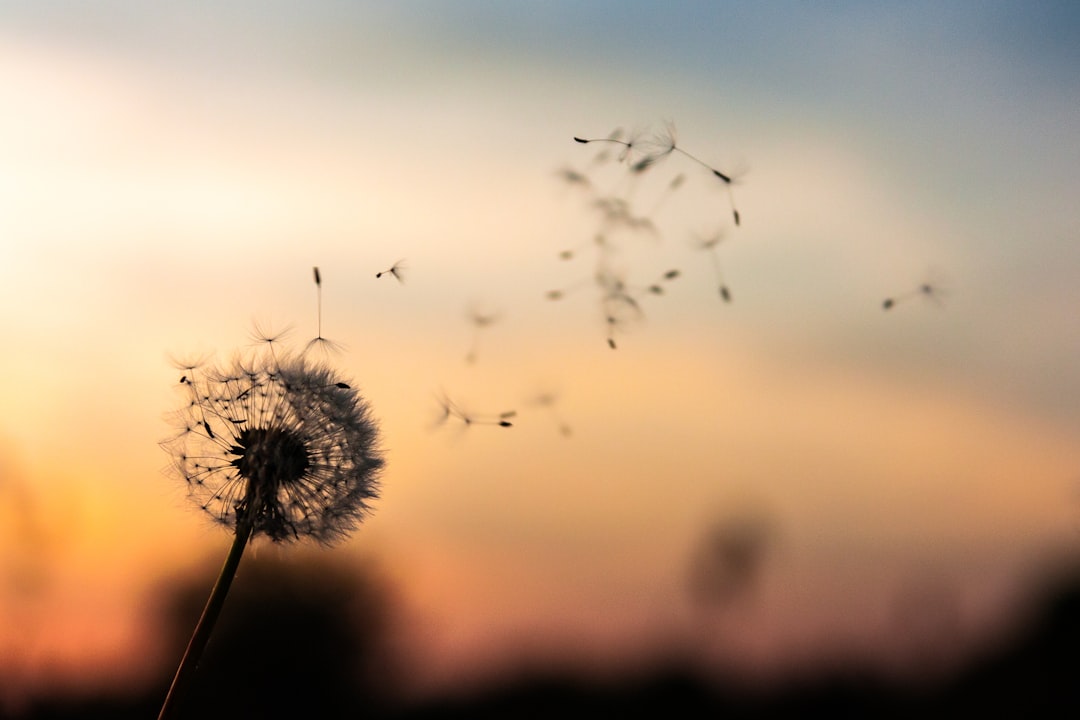 Dandelion