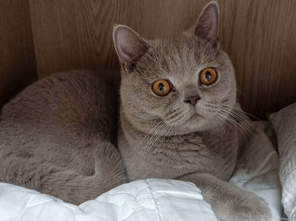 단두종 브리티시숏헤어 고양이 누니의 눈곱 낀 모습