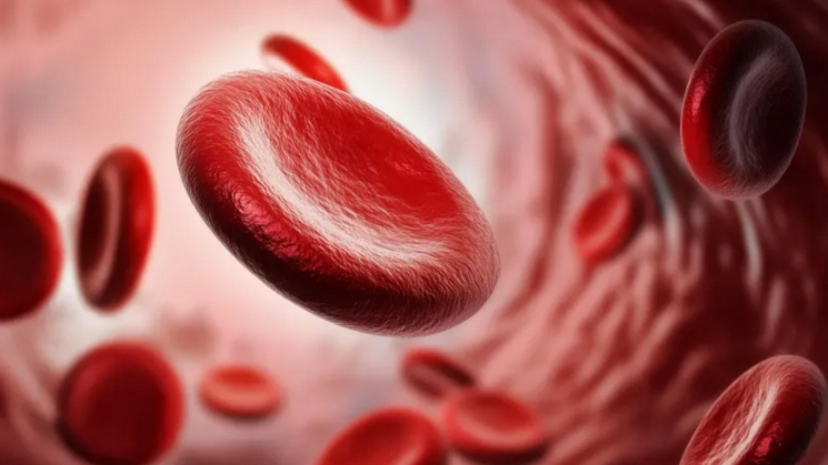 혈관도 나이 먹는다, 순환이 노화의 열쇠예요