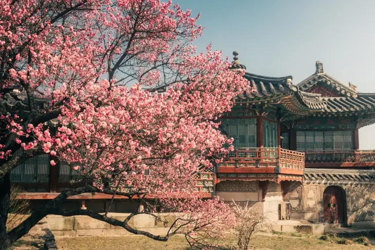 봉화 청량사 벚꽃길 2