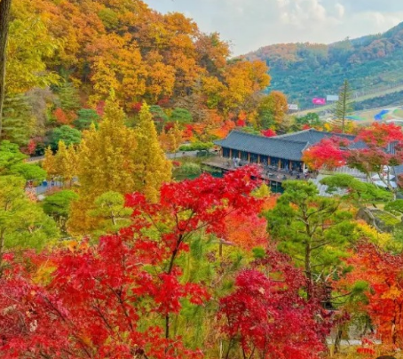 2024화담숲 가을단풍축제