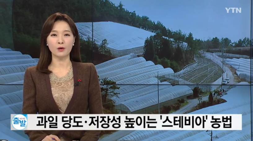 과일 당도 경도 저장성 신선도 높이는 친환경 유기농 농법 스테비아 농법