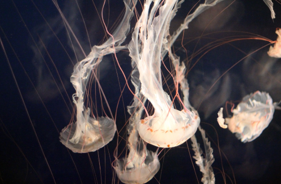 바다의 유령 박스 해파리 투명한 죽음의 함정