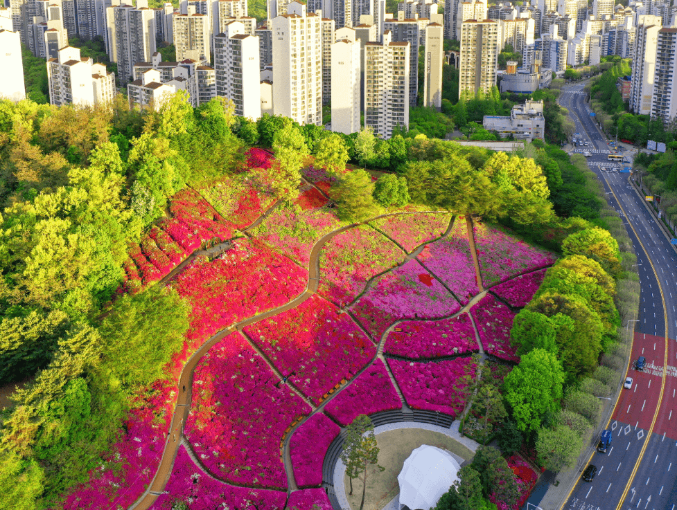 군포 철쭉 축제