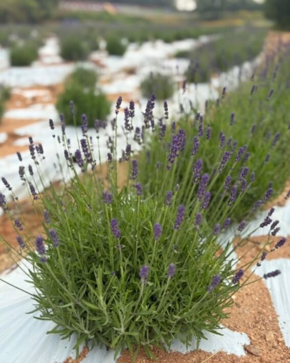 고창청농원 라벤더 축제