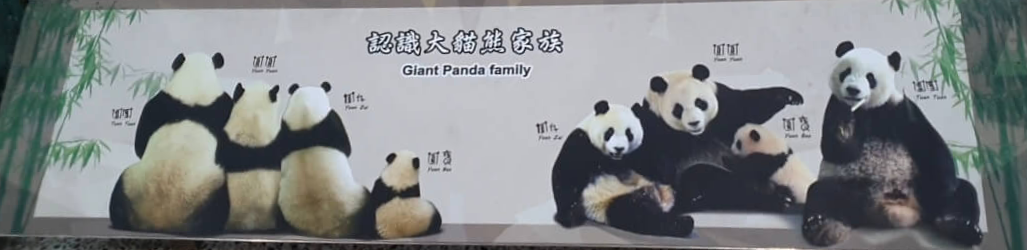 대만 판다 가족