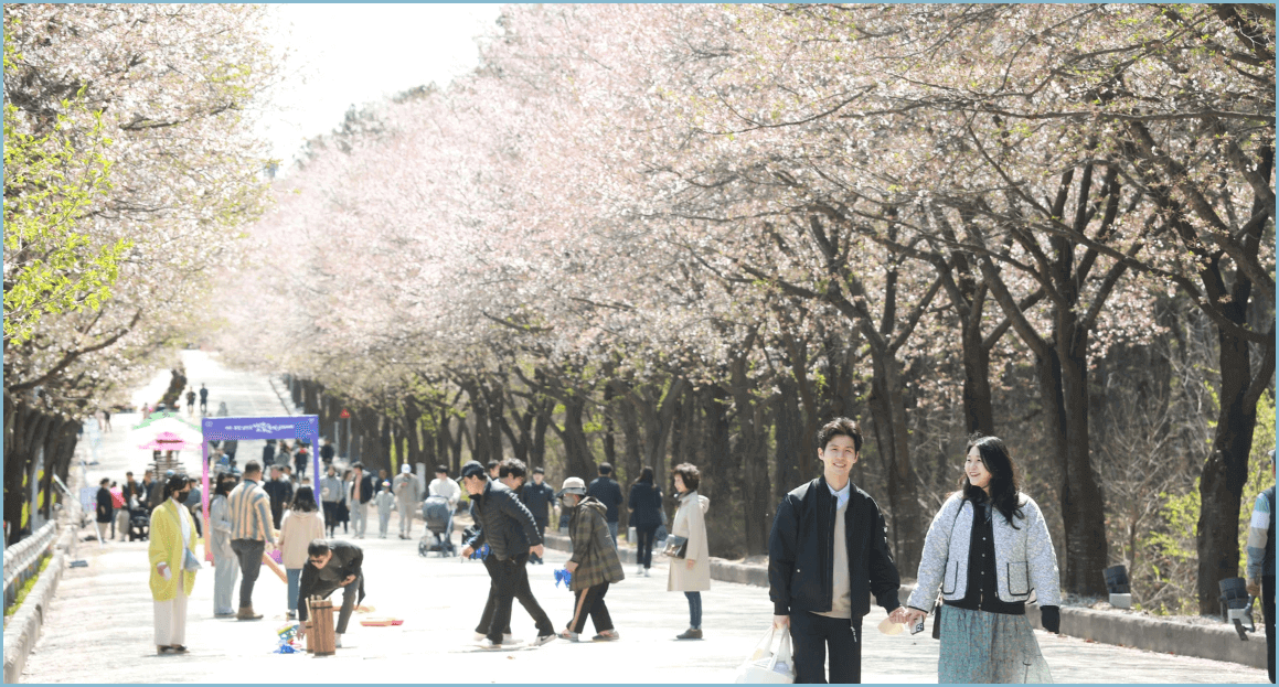 봄나들이-여주-벚꽃축제