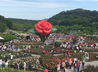 울산 5월 어린이날 300만송이 장미축제 와 울산대공원 놀이시설 이용