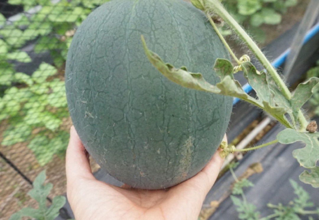 하동-열대과일-농장-박철경-핑거라임