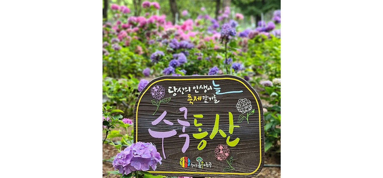 월아산 숲속의진주 수국 명소 가이드! 개화시기, 관람 코스, 포토존 완벽 정리
