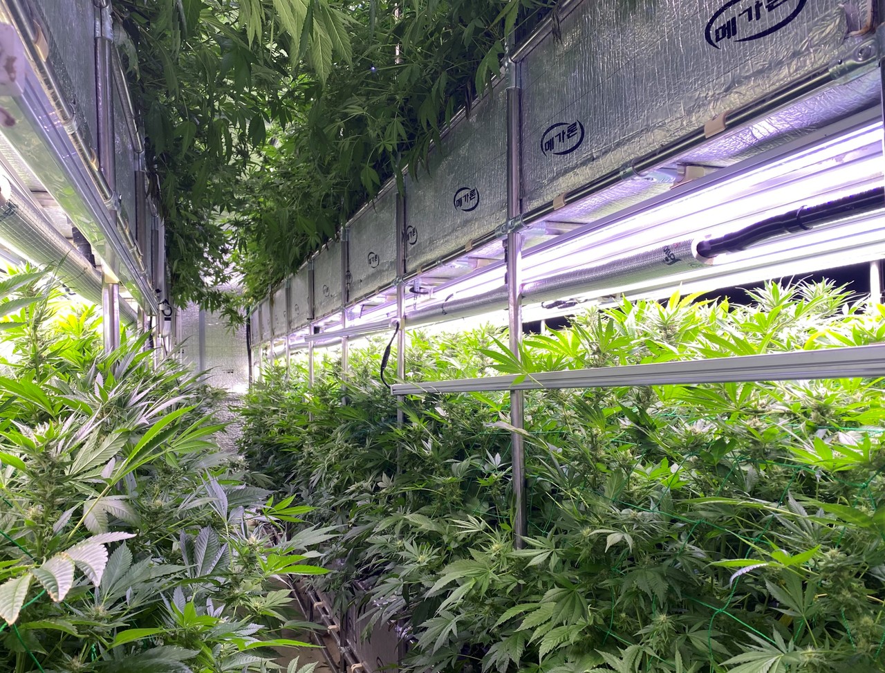 대마규제자유특구 내 스마트팜 출처 헬로디디