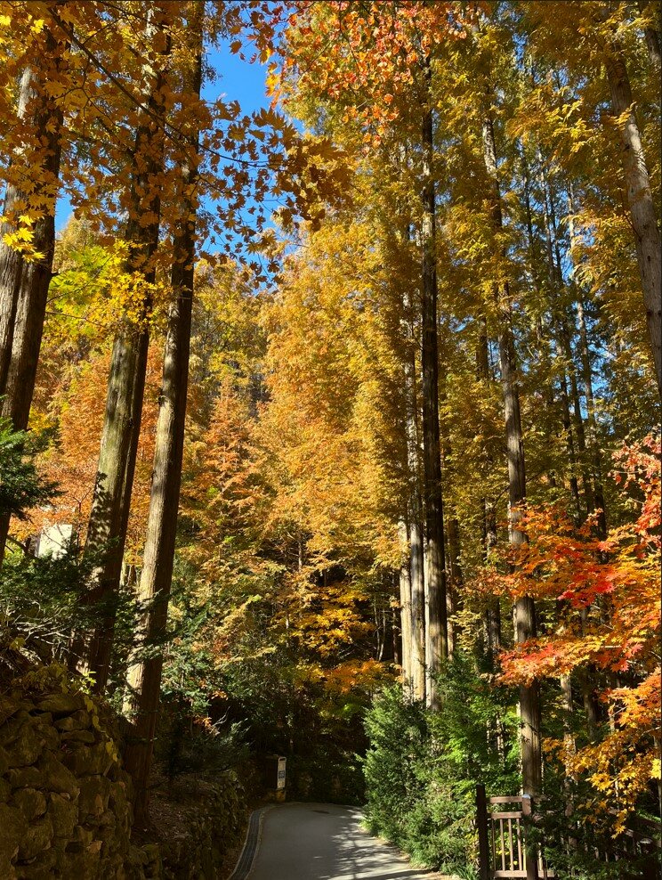 매타세콰이어 단풍