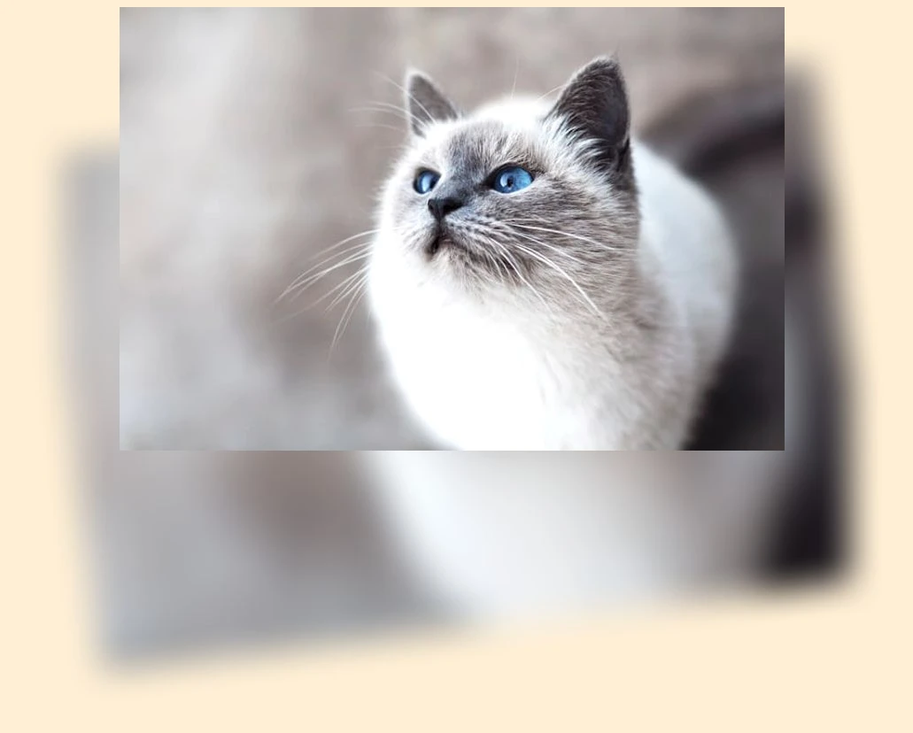 고양이 알레르기 완화 사료_1_subsection