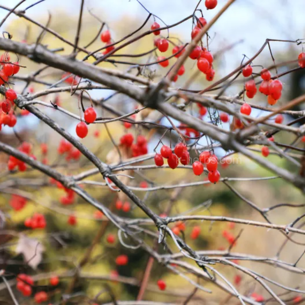 수확할 때가 된 산수유