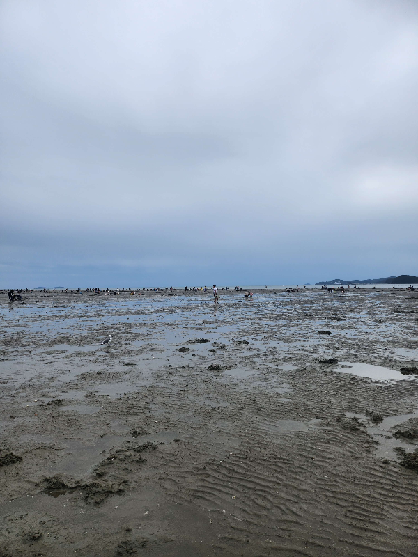 태안갯벌체험 달산포해수욕장