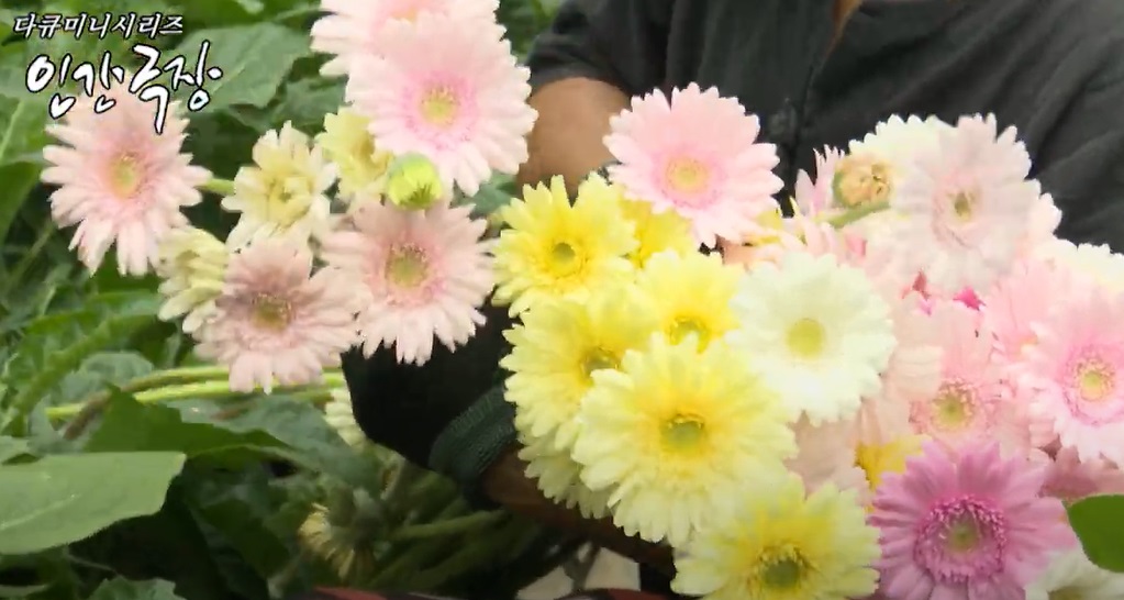 -데레사의꽃밭-영천-꽃농장