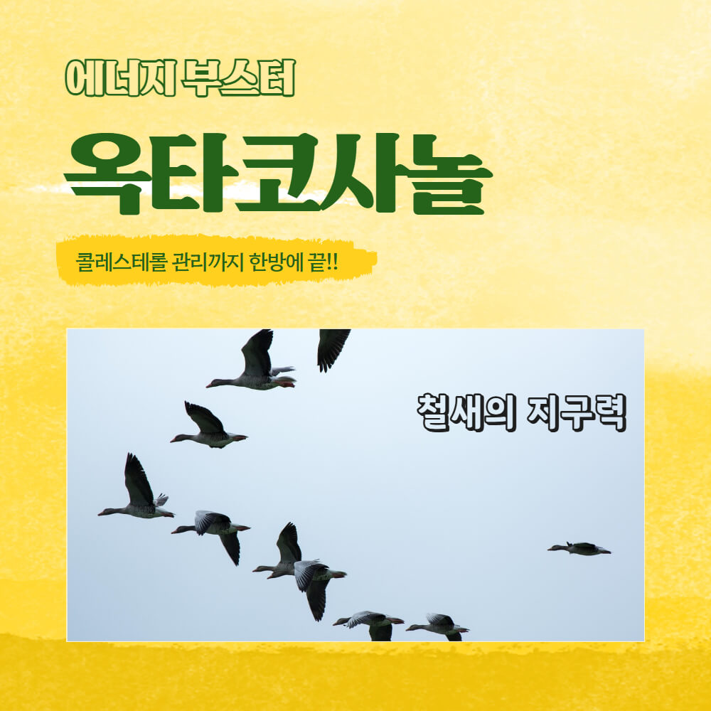 에너지 부스터 옥타코사놀, 철새의 지구력