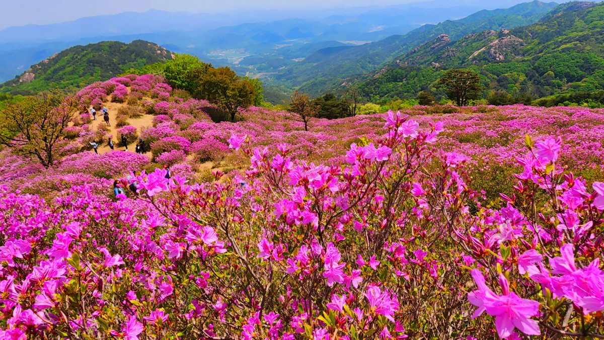 합천 황매산 철쭉