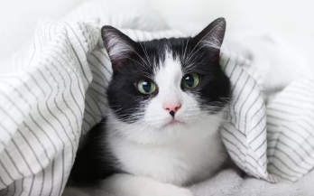 고양이 감기/출처:어도비스톡