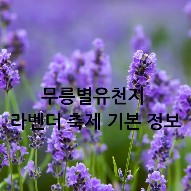 무릉별유천지 라벤더 축제 2025