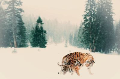 산을 내려오는 호랑이