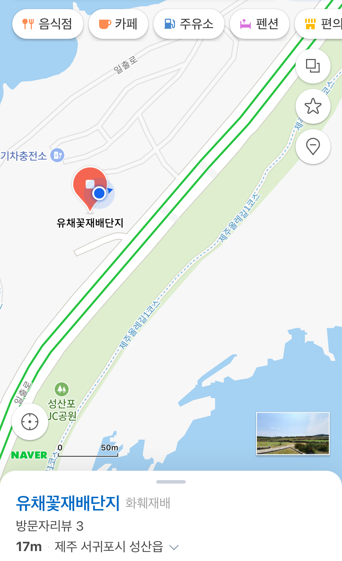 제주-유채꽃-명소