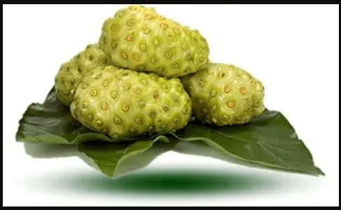 식물 노니의 사진