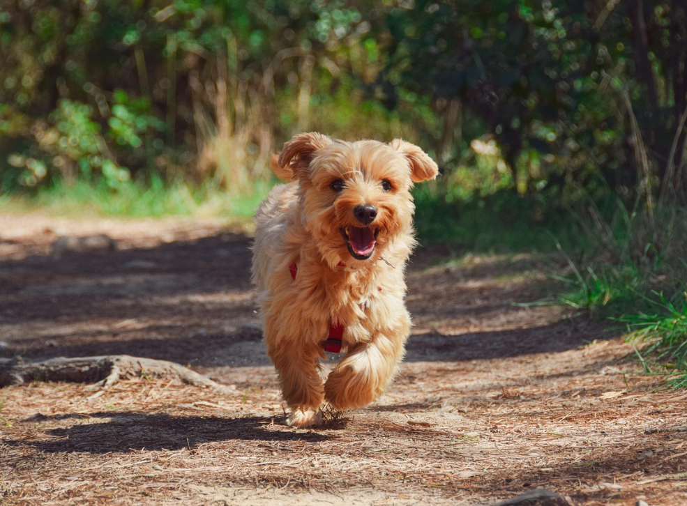 띠별 인간관계 특징과 주의점 &ndash; 개띠 편