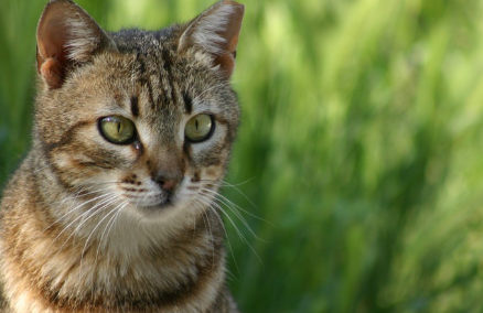 눈곱을 튀기는 고양이.