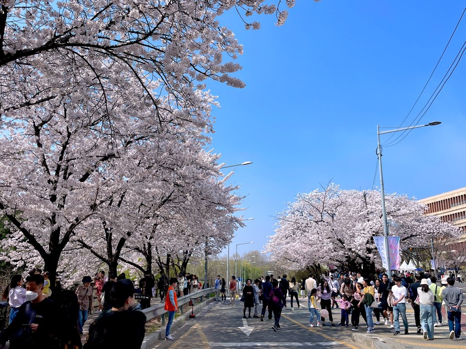 벚꽃