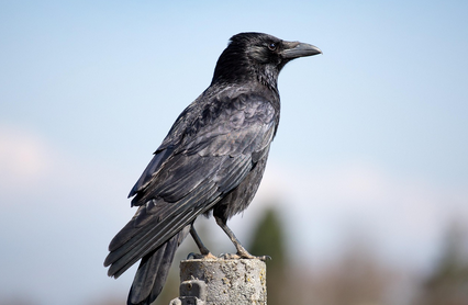 지능이 높은 동물