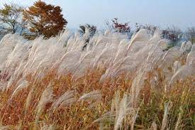 억새 갈대 차이