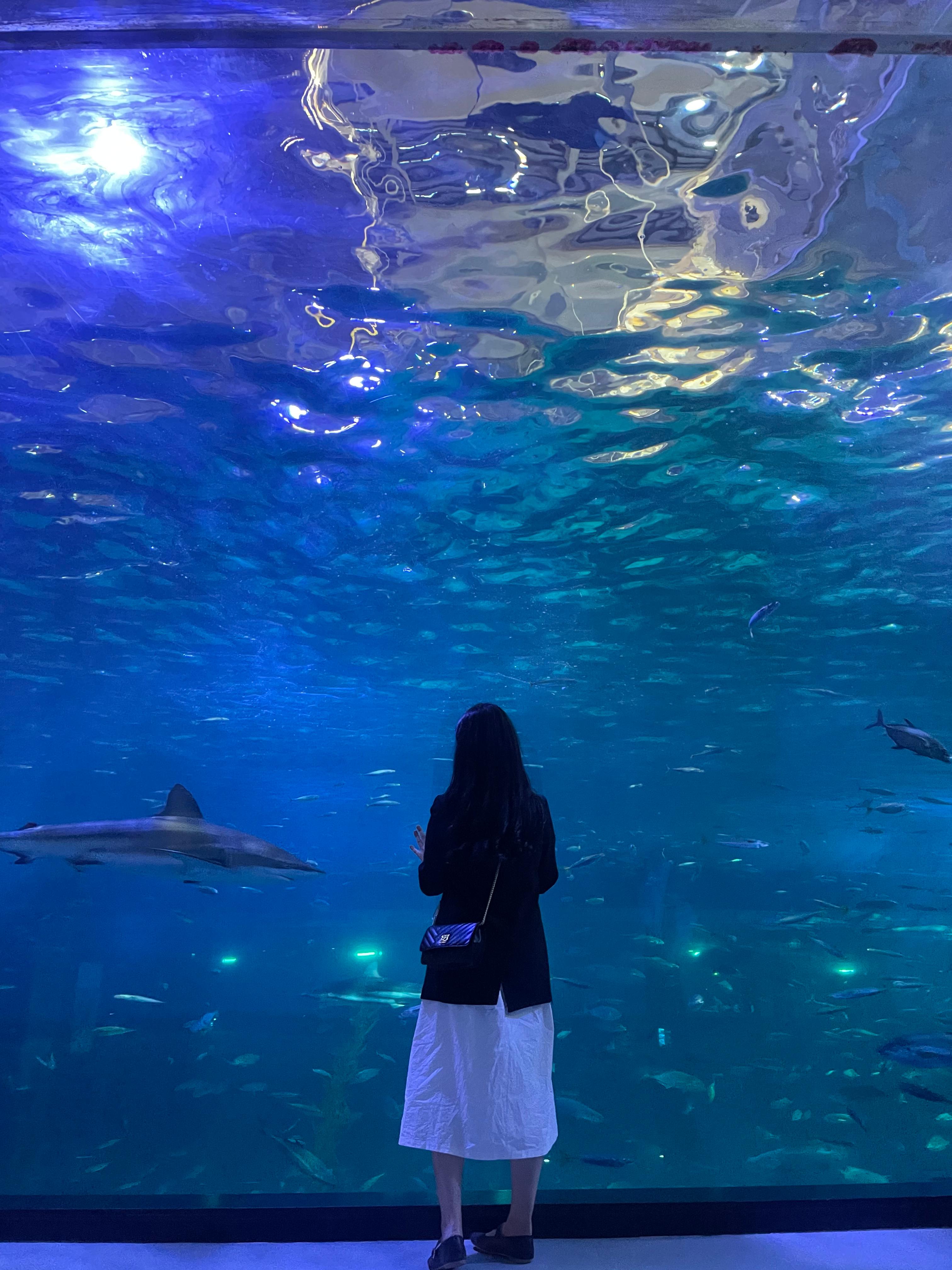 [잠실/강남] 미세먼지 걱정 없는 대형 아쿠아리움 &amp; 실내 몰 데이트 완벽 가이드