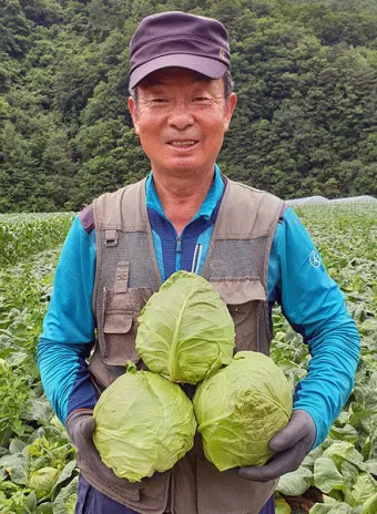 양배추 재배 배추흰나비 방제 칼슘 결핍 예방_8