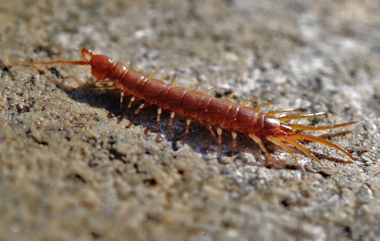 지네 퇴치법