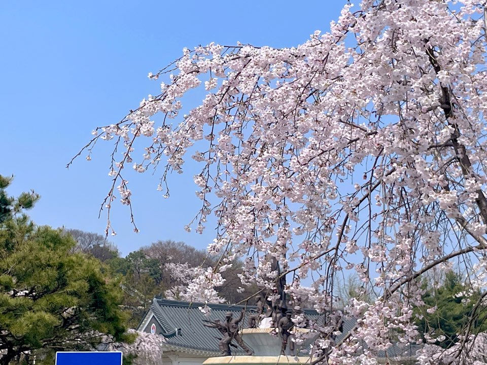 벚꽃
