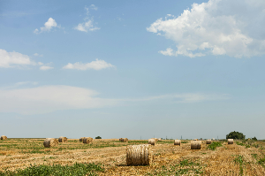 2026년 공익직불금 신청, 놓치면 후회하는 핵심 3가지