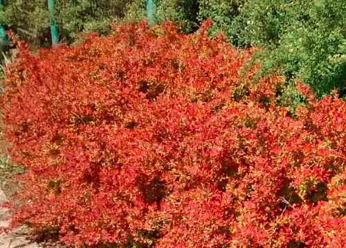 [정원수목]소형 정원에 딱 맞는 포인트 수목 추천 리스트