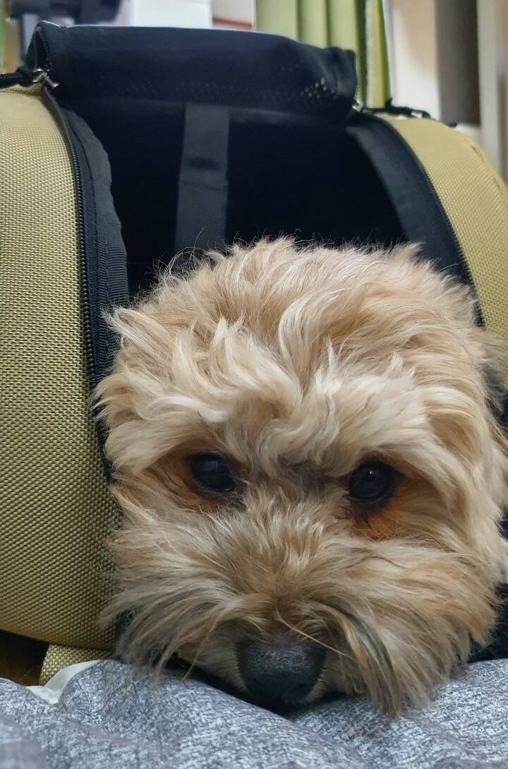 이동가방에 들어간 강아지