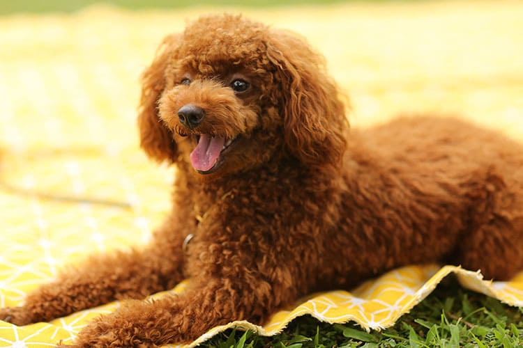 푸들(Poodle)